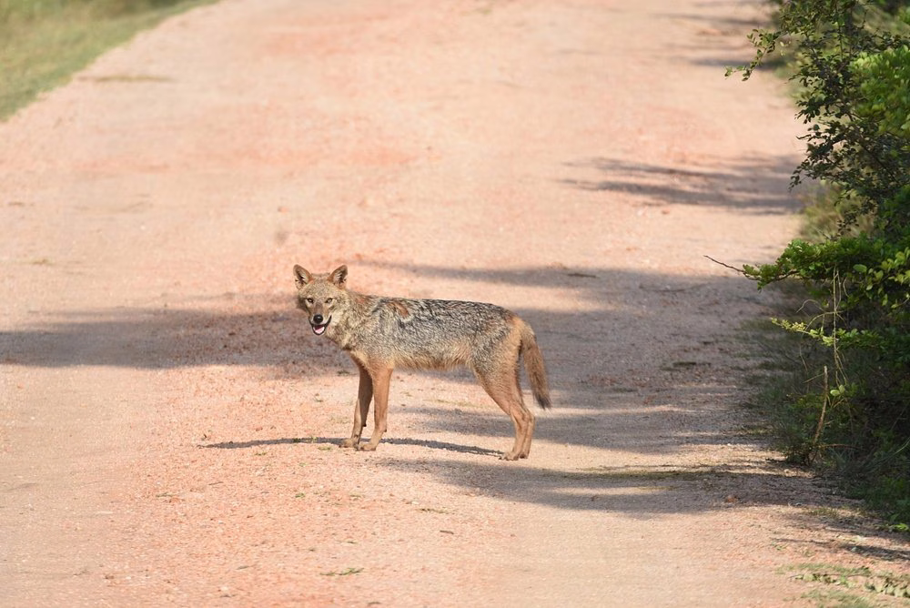 Water buffalo at Kaudulla